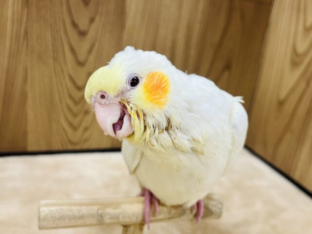 オカメインコ