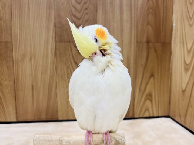 オカメインコ