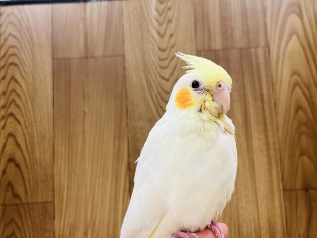 オカメインコ