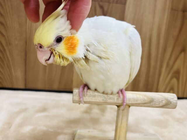 オカメインコ