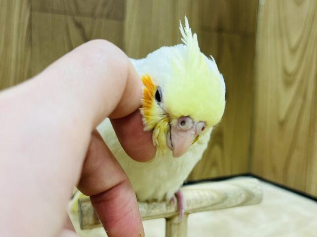オカメインコ