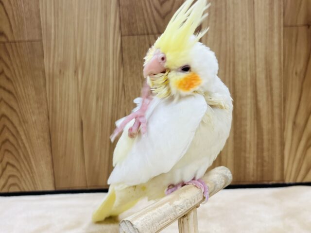 オカメインコ