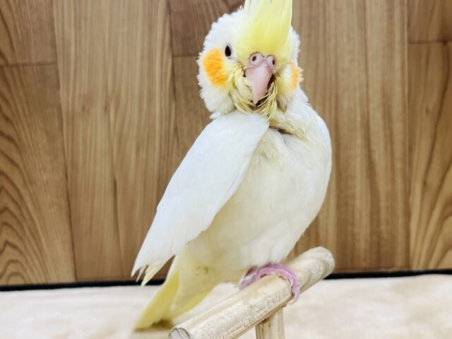 オカメインコ