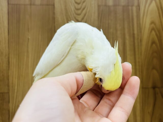 オカメインコ