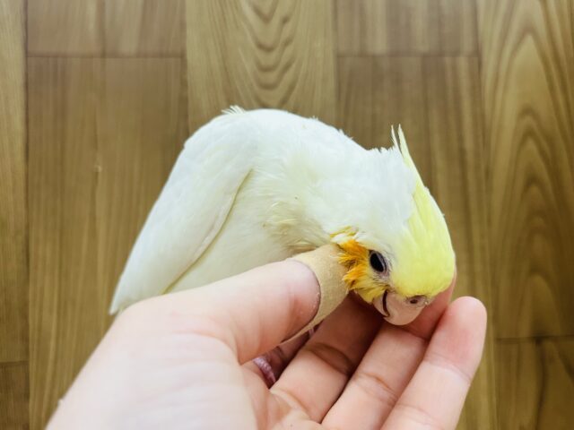 オカメインコ