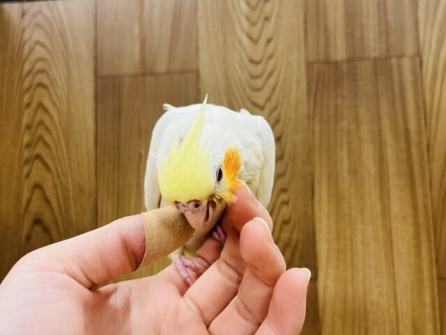 オカメインコ