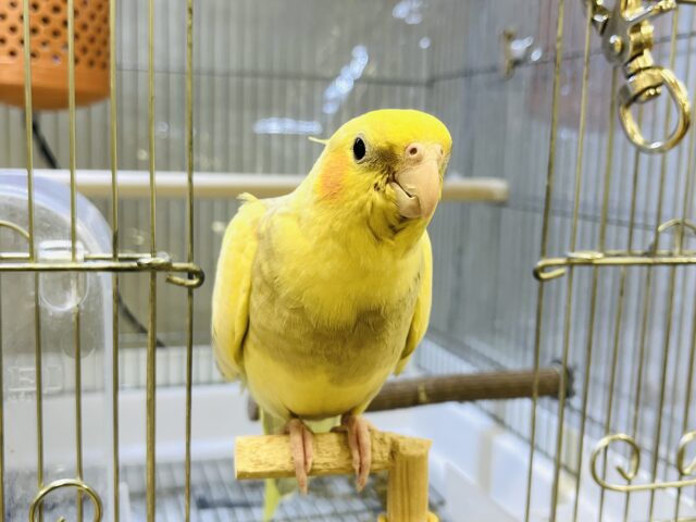 オカメインコ