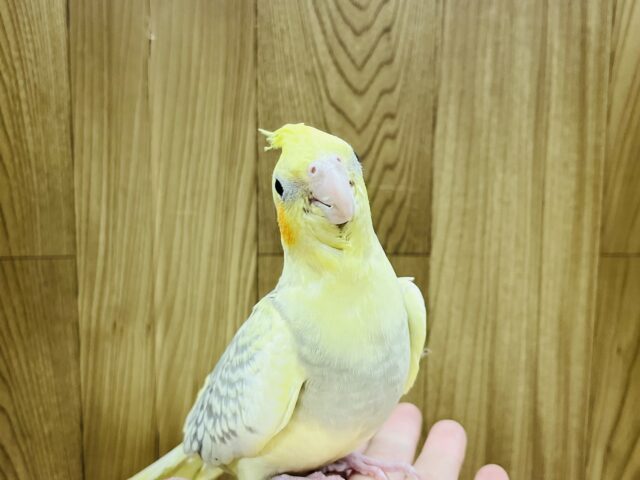 オカメインコ