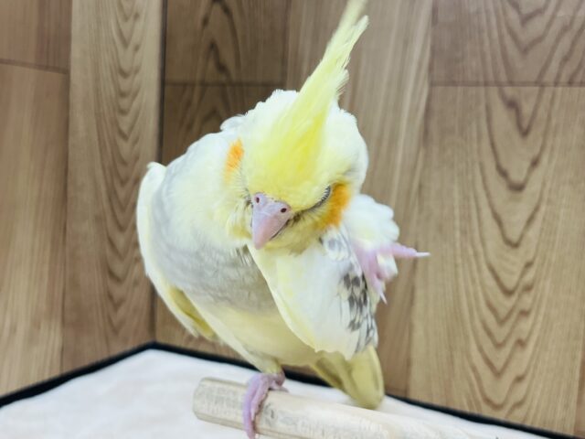 オカメインコ