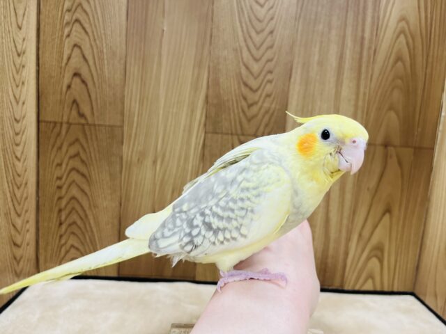 オカメインコ