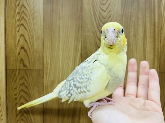 オカメインコ