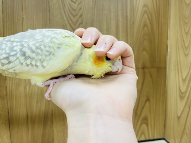 オカメインコ