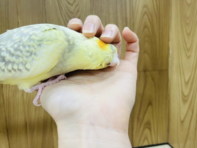 オカメインコ
