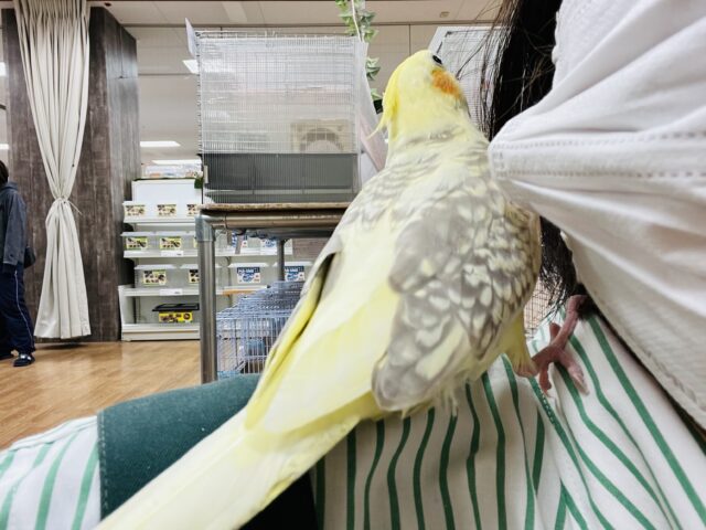 オカメインコ