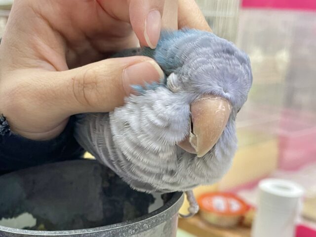 オキナインコ