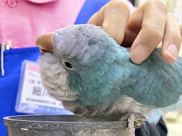 オキナインコ