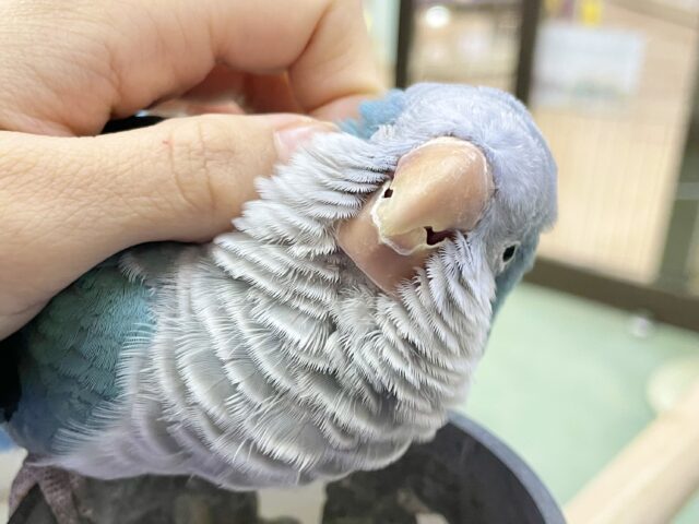 オキナインコ