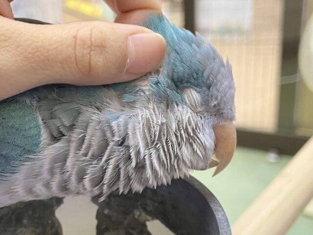 オキナインコ