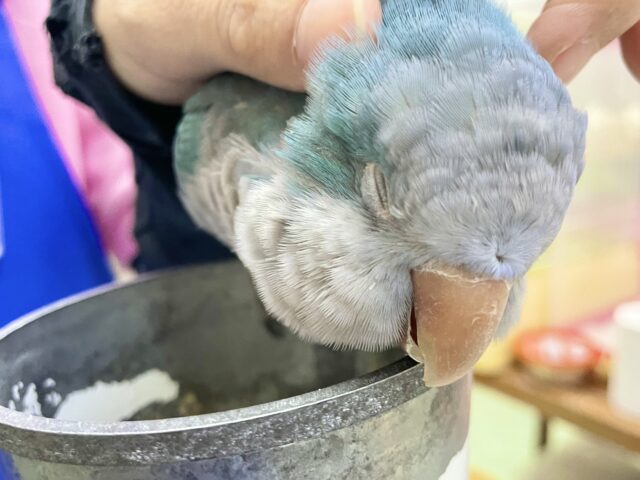 オキナインコ