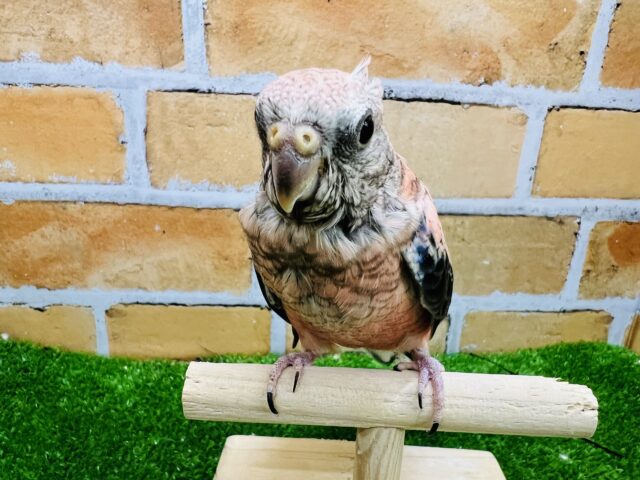 アキクサインコ（秋草インコ）