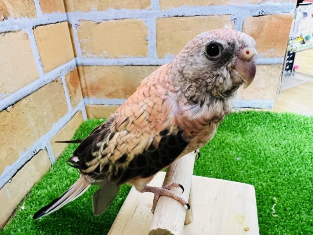 アキクサインコ（秋草インコ）