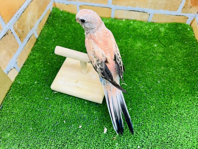 アキクサインコ（秋草インコ）