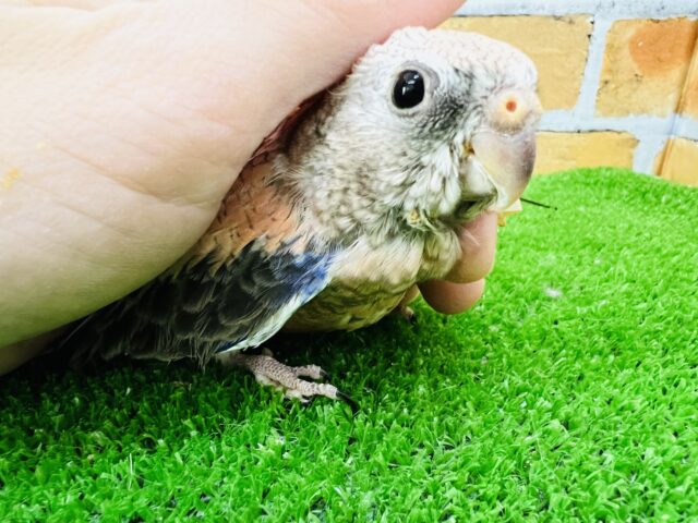 画像更新☆ピンク色の可愛い鳥さん✨アキクサインコ(ローズ)❤ アキクサインコ(秋草インコ)