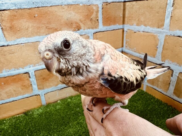 アキクサインコ（秋草インコ）