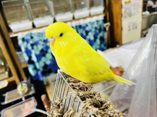 ジャンボセキセイインコ