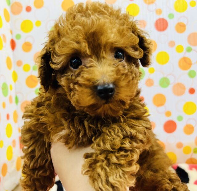 ❤甘えん坊さん❤なトイプードルの男の子 トイプードル