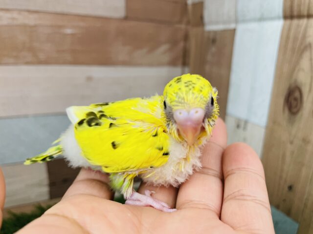 セキセイインコ