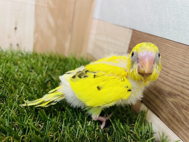 セキセイインコ