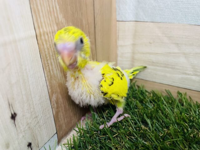 セキセイインコ