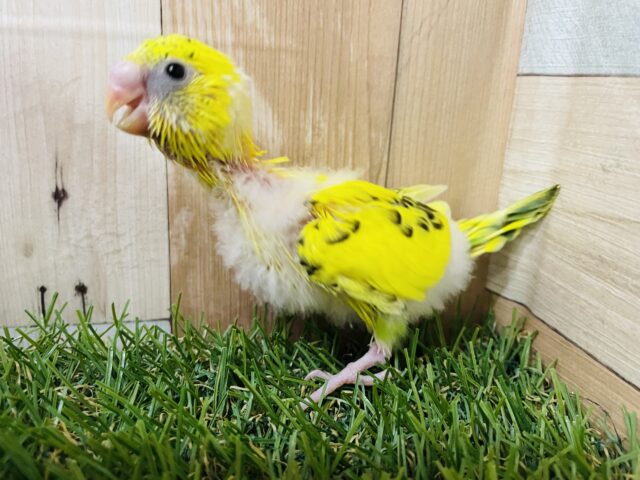 セキセイインコ