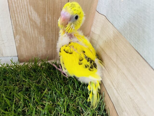 セキセイインコ