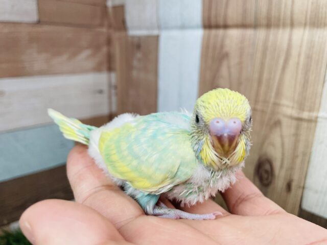 セキセイインコ