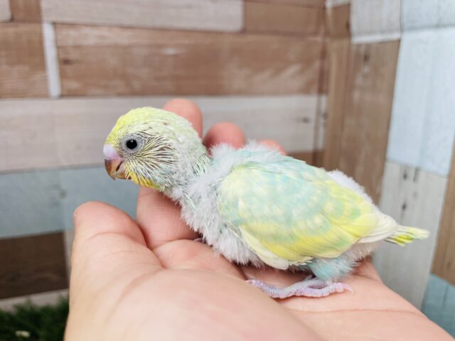 セキセイインコ