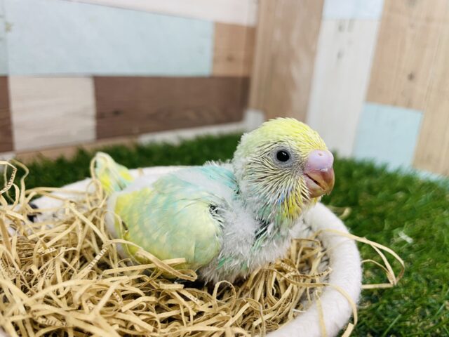 セキセイインコ