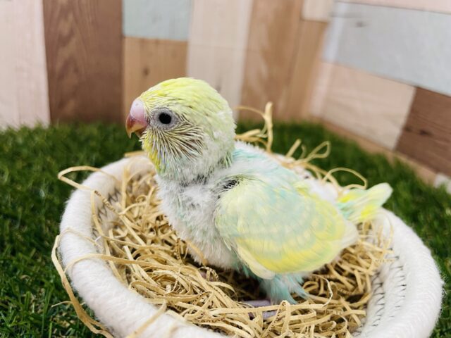セキセイインコ