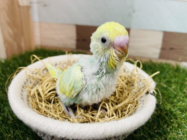 セキセイインコ