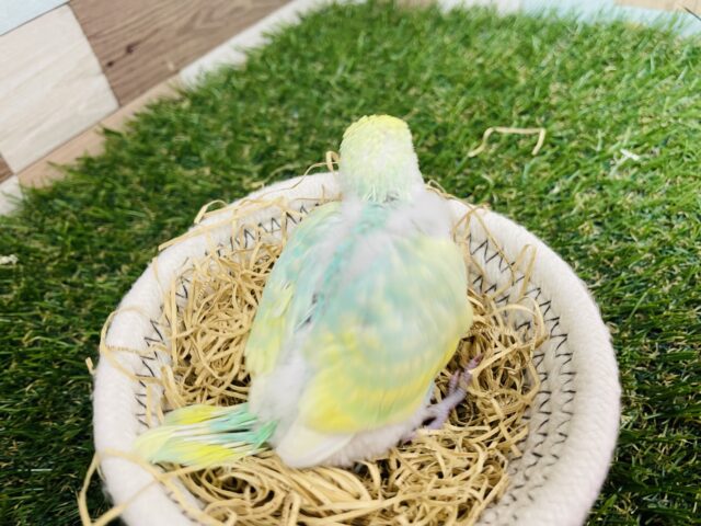 セキセイインコ