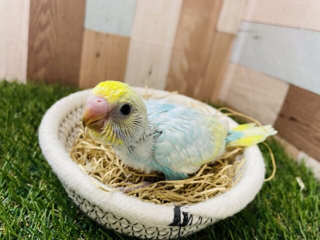 セキセイインコ