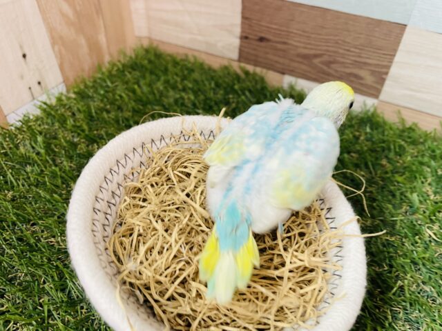 セキセイインコ