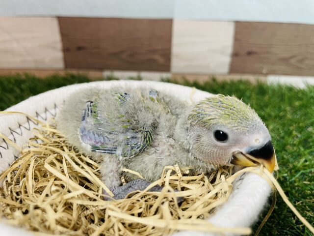 コザクラインコ（小桜インコ）