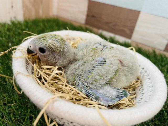 コザクラインコ（小桜インコ）
