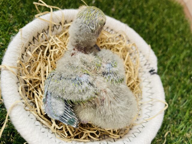 コザクラインコ（小桜インコ）