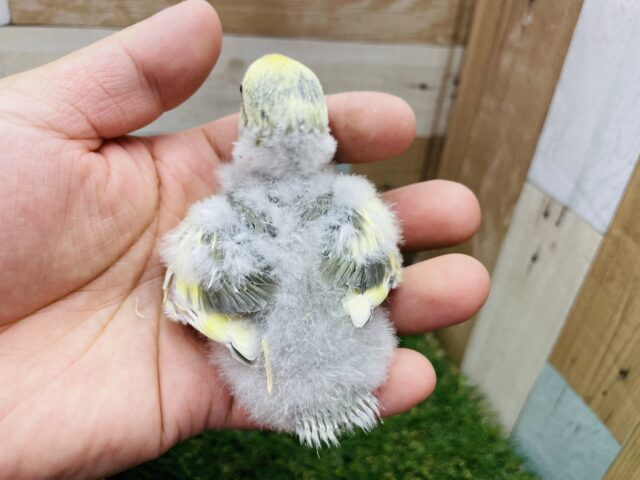 キュルキュル可愛らしいぱっちりおめめのコ👀コザクラインコのオリープパイド!! コザクラインコ(小桜インコ)
