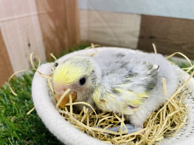 コザクラインコ（小桜インコ）