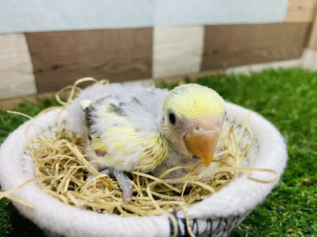 コザクラインコ（小桜インコ）