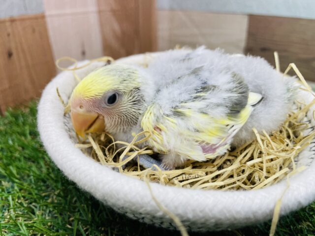 コザクラインコ（小桜インコ）